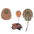 thumbnail image 4 of Miangastore Horseshoe Crab Education Model Assorted Color 1 Set 4.7x2.4in Plastic, 4 of 9