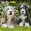 Bearded Collie Calendar 2018 - Dog Breed Calendar - Wall Calendar 2017-2018