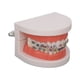 thumbnail image 5 of Modelo de dientes, modelo de dientes tipodonto dental Modelo de dientes de demostración Modelo de enseñanza dental Diseño fácil de usar, 5 of 12