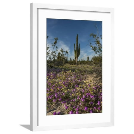 Baja California, Mexico. Wildflowers carpeting the desert floor with cardon cactus. Framed Print Wall Art By Judith