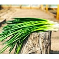 Bunching Green Onion Seeds MMF7 Scallions About 300 NonGMO Seeds for