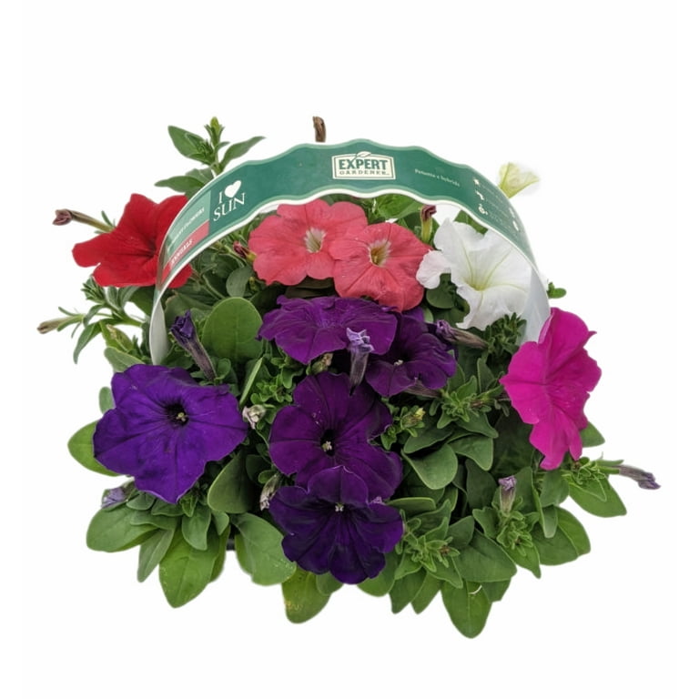 Expert Gardener (6 Pack) Petunia Assorted Colors Live Plant