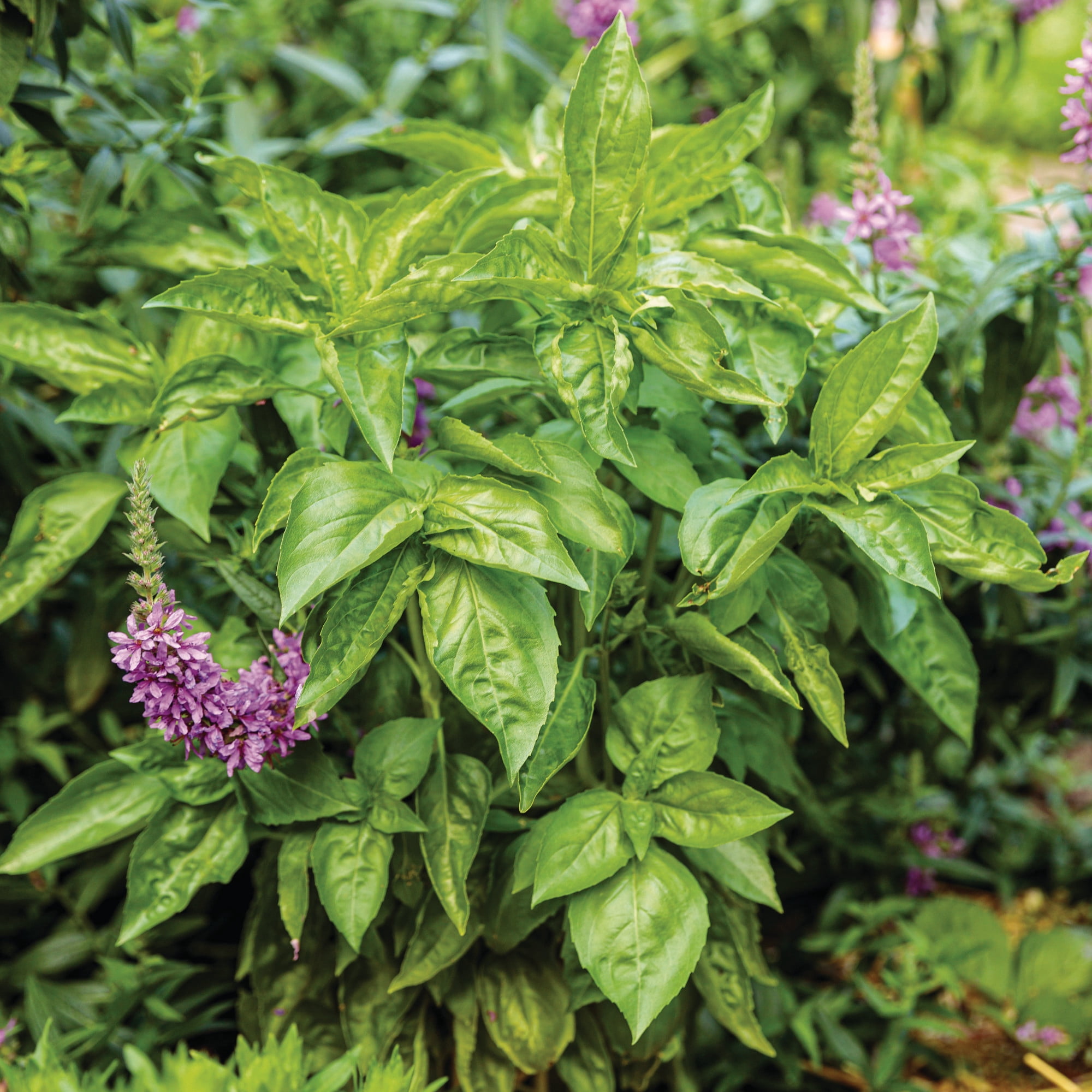 Proven Winners 4" Amazel Basil Sweet Italian Basil Live Herb Plant in 4.25" Pot (4 Count)