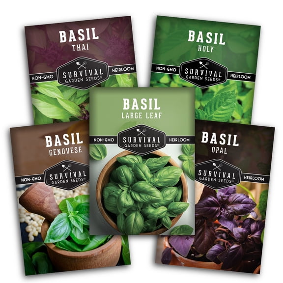 5 Basil Seed Collection - Holy Basil, Genovese, Large Leaf, Opal, Thai Basil Full Sun Annual Herbs
