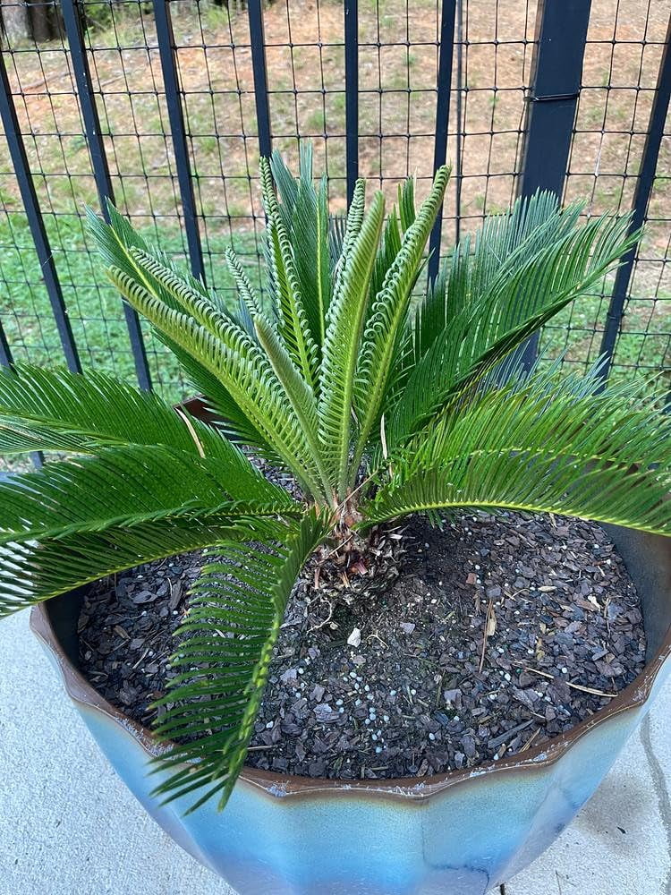 🌿 Gardenera Labs Sogo Palm Plant Potting Mix - Proven Formula for Thriving Sogo Palm - Enhances Elegance and Vigorous Growth - 3 QUART