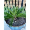thumbnail image 3 of Premium SOGO Palm Plant Soil Mix by Gardenera Labs - Stimulate Growth and Elevate Exquisite Beauty with Nourishing Formula - 5 Quart, 3 of 3