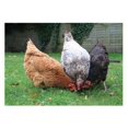 thumbnail image 1 of Kevin Milner Happy Chickens Countryside Greetings Card, 1 of 1