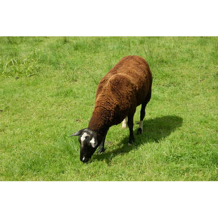 Framed Art for Your Wall Farm Grass Wool Sheep Animal Cattle 10x13 (Best Grass For Sheep)