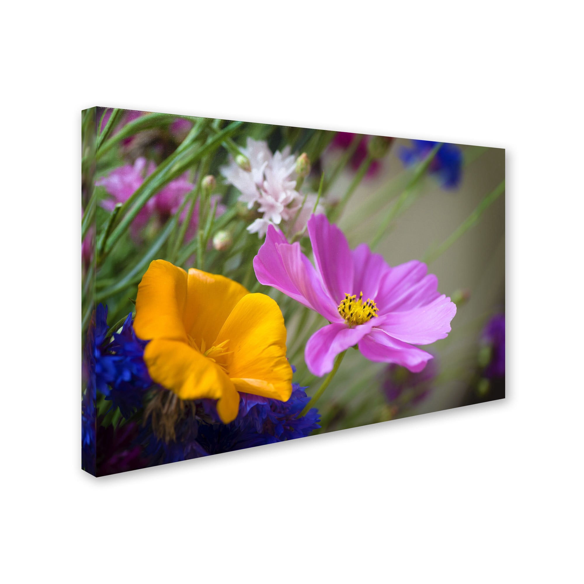 "Cosmos of the Fields" Canvas Art by Philippe Sainte-Laudy