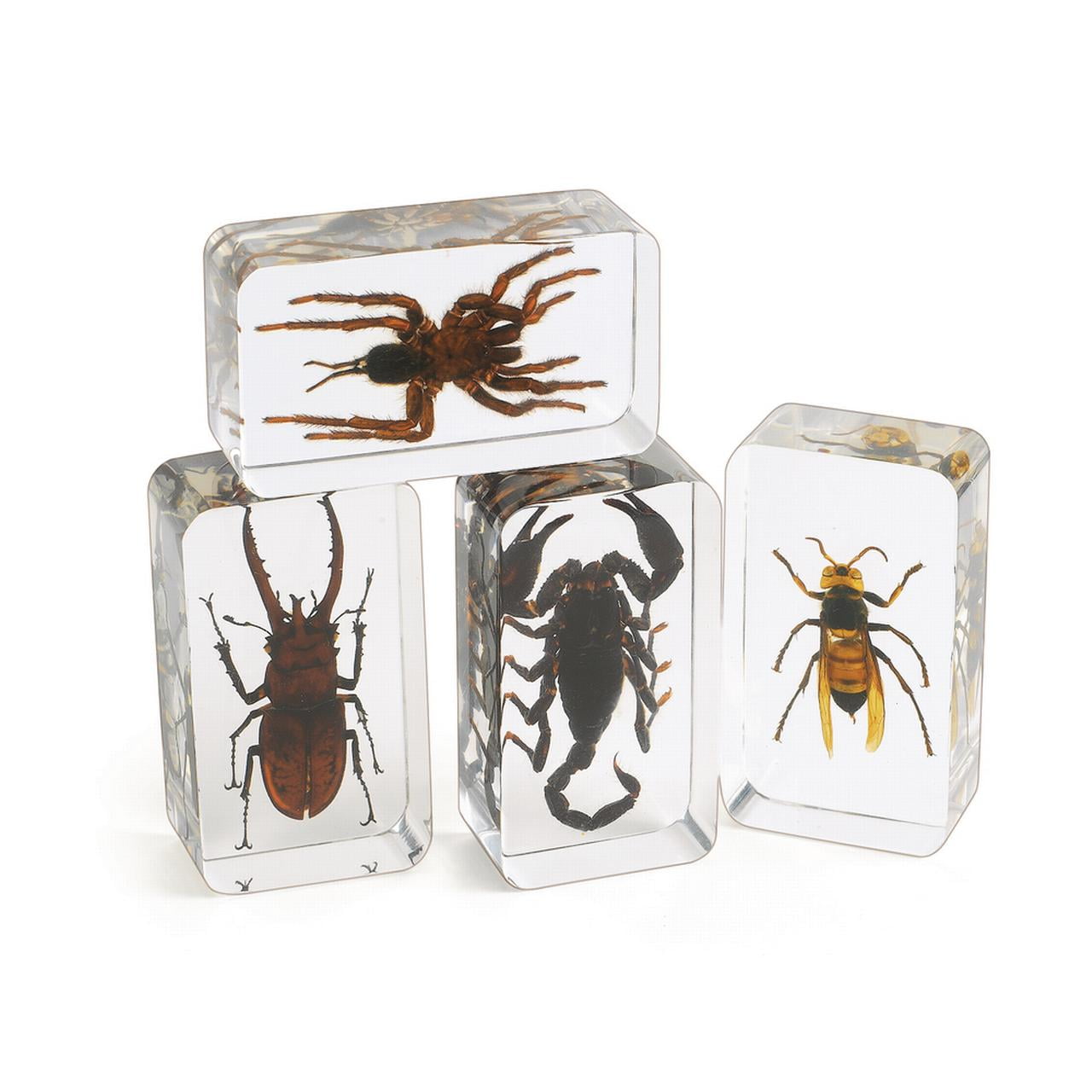 Excellerations? Acrylic Scary Bug Specimens - Set of 4 - Walmart.com