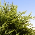 thumbnail image 3 of National Tree Artificial Upright Juniper-Size:48", 3 of 4