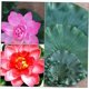 thumbnail image 4 of Hoja de loto simulada YONGSHENG Decoración al aire libre Plantas de imitación Hojas de loto artificiales, 4 of 5