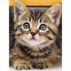 thumbnail image 1 of Wdftyju Kit de pintura de diamantes 5D, arte de mosaico de diamantes cuadrados completos de animales DIY Wdftyju 6yz5fy9kg7ym3fy0D06, 1 of 9