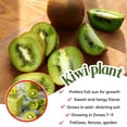 thumbnail image 4 of Female Kiwi Plants Live, Cold-Hardy Kiwi Berry Vines, Sweet Edible Well-Rooted 6-8 Inches, Fruit Trees Vines for Garden or Trellis, 4 of 6