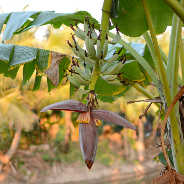 Grand Nain Banana Tree Live, Banana Plant Edible Fruit Tree, Outdoor  Growing 5-7 Inches