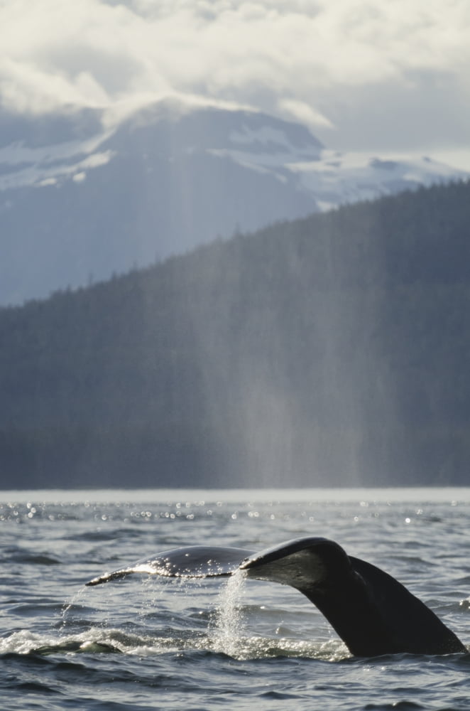 Humpback Whale (Megaptera novaeangliae) rises out of the water and expels air and water vapor just before inhaling and taking deep dive Frederick Sound in Southeast Alaska Canvas Art - Harry M Walker