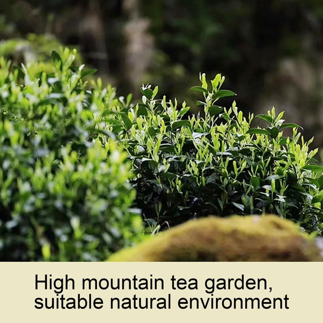 Té Verde De Alta Montaña, Fácil De Conservar, Recogido Antes De Las Hojas De Té Pure Brightness Para La Mañana