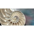 thumbnail image 3 of Levine, Andrew 24x14 Black Modern Framed Museum Art Print Titled - Nautilus, 3 of 5