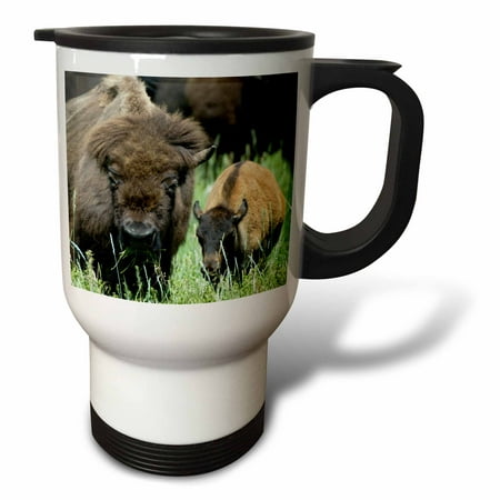 3dRose American Bison and her calf grazing in a field in South Dakota - Travel Mug, 14-ounce, Stainless (Best Way To Travel South America)
