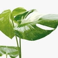 thumbnail image 3 of Monstera 'Thai Constellation', 4" Pot, Indoor Houseplant, Easy Care, Live Plant for Indoor & Outdoor, 3 of 8