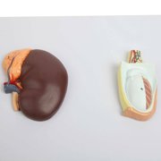 Axis Scientific Complete Endocrine Gland Set Anatomy Model - Human anatomy system miniature, scientific anatomy model, mini figure for Classrooms Studies, Education Study Anatomical
