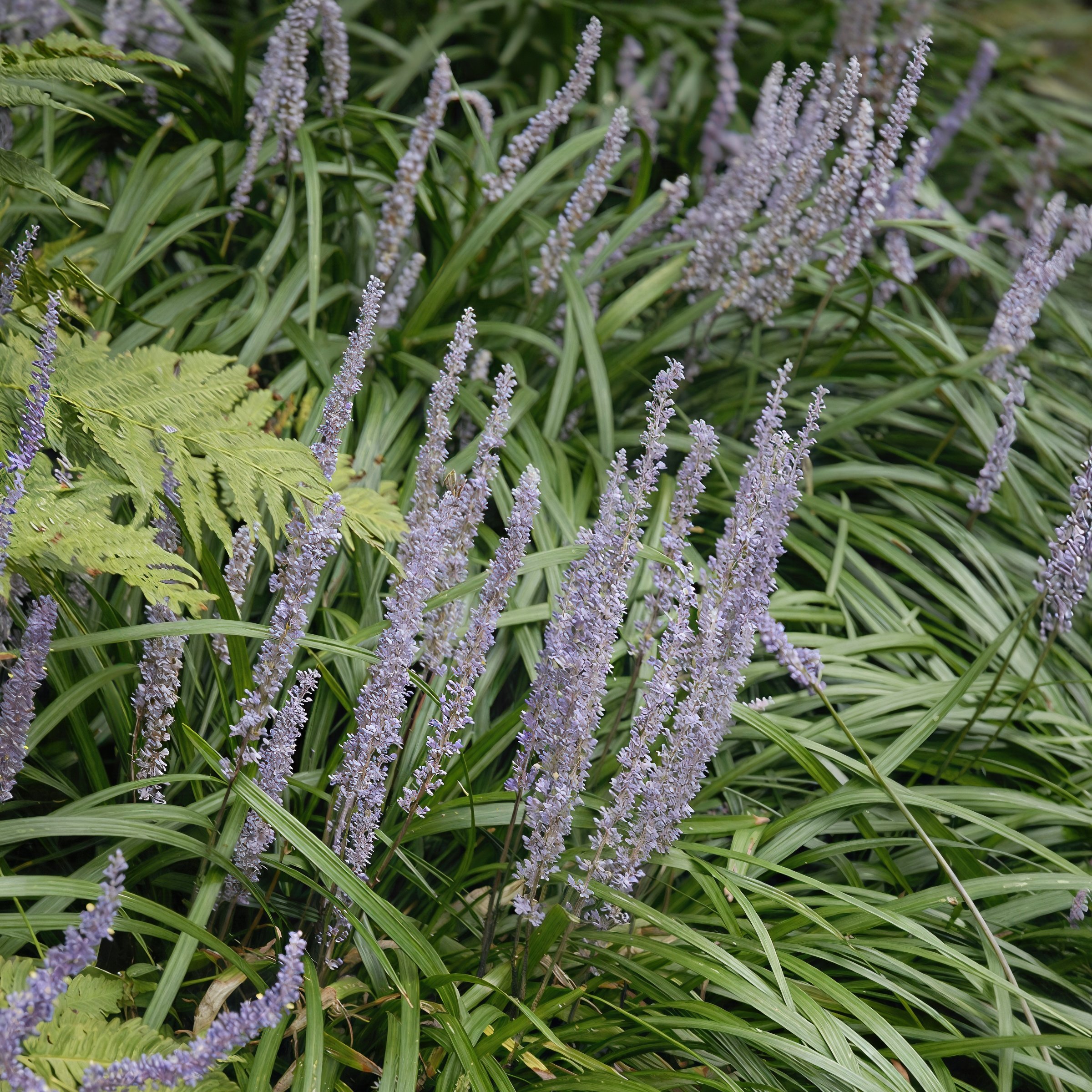 National Plant Network 1 gal. Liriope Big Blue Grass