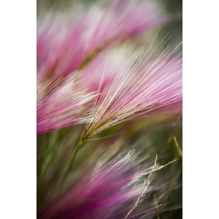Grass seed heads during short summer period Greenland Stretched Canvas - Toby Adamson  Design Pics (24 x