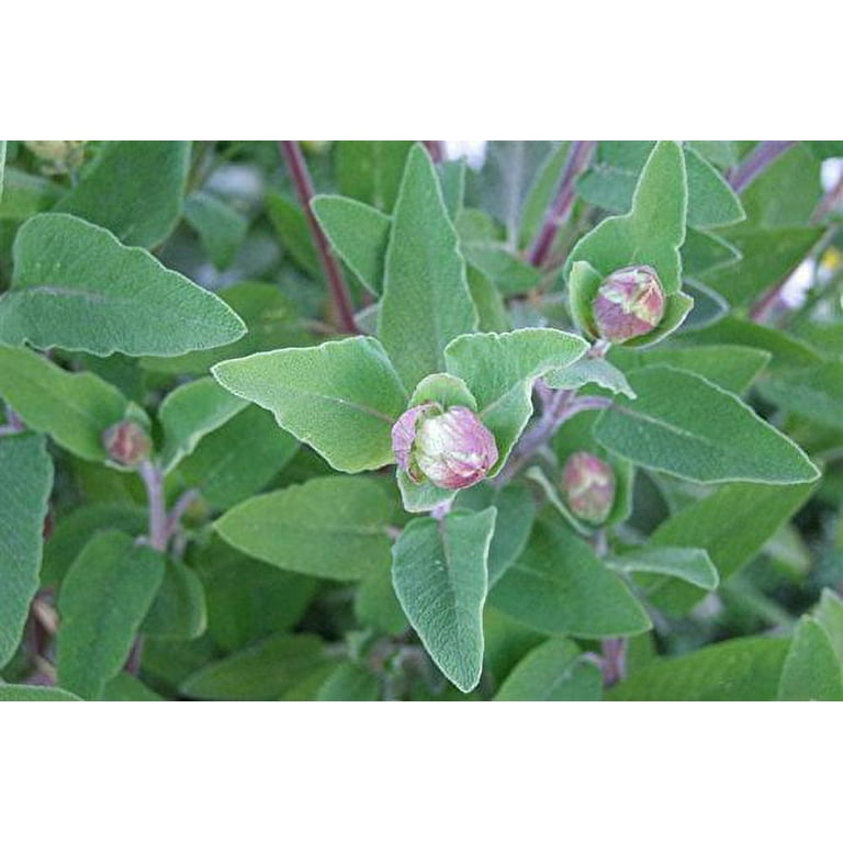 Sage Leaves In Hindi