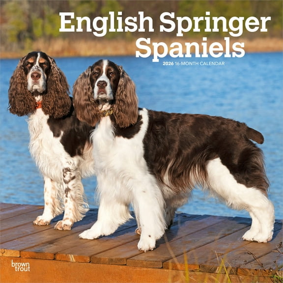 English Springer Spaniels | 2026 12x24" (Hanging) Wall Calendar | Plastic-Free