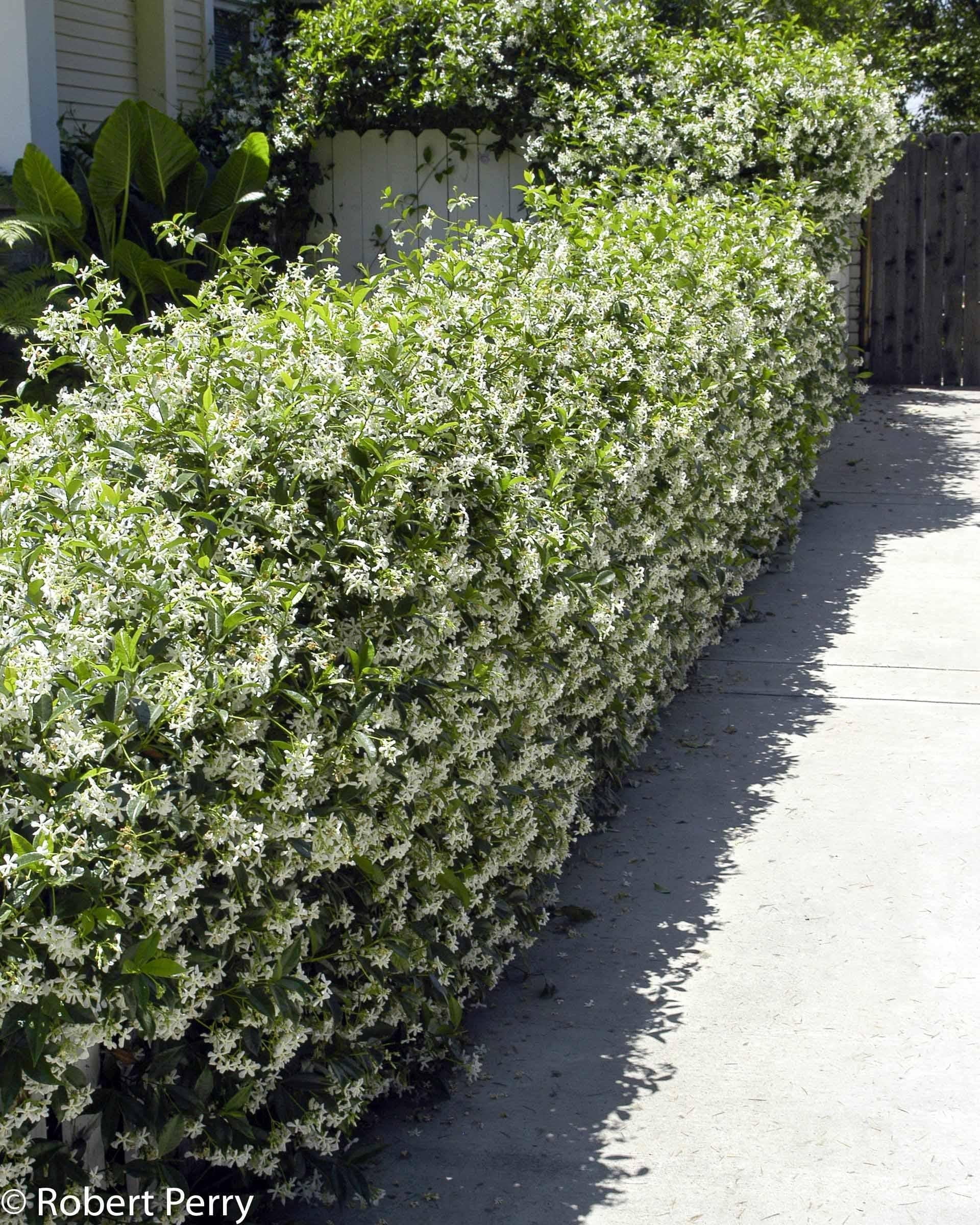 Star Jasmine&ndash;Fragrant Evergreen Vine  6" Pot