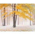 thumbnail image 2 of Becia, Jim 18x15 Black Ornate Wood Framed with Double Matting Museum Art Print Titled - Early Autumn Snow, 2 of 4