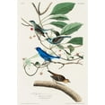 thumbnail image 2 of Audubon, John James 11x14 Gold Ornate Wood Framed with Double Matting Museum Art Print Titled - Indigo Bird, 2 of 4