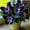 Hosta-B, variant on 500 pcs Butterfly Flower Hostas For Planting Cultivation Granules-(Non-Artificial)-Bloom Year After Year-Fast Growing, Home Decoration-Beautiful Gift Garden-Ornamental-Premium Garden Stakes