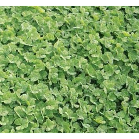 Clover Lawn Seed