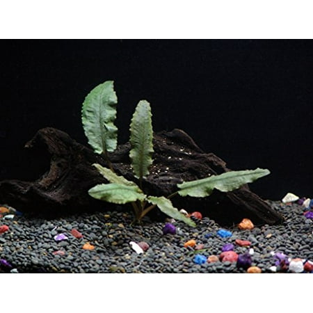 - Cryptocoryne Wendtii Bronze - Beginner Tropical Live Aquarium Plant