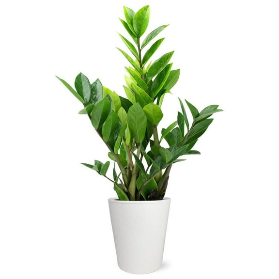 From You Flowers - Potted ZZ Houseplant for Birthday, Anniversary, Get Well, Congratulations, Thank You, All Occasions