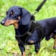thumbnail image 2 of Chaleco para perros Joytale, pequeño, de malla transpirable, negro, talla M, 2 of 6