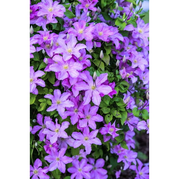 10 PURPLE ALPINE CLEMATIS Alpina Virgin's Bower Flower Vine Seeds