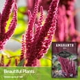 thumbnail image 7 of Red Amaranth Seeds for Planting - Non-GMO Heirloom Full Sun Annual Vegetable - 3 Packs, 7 of 7