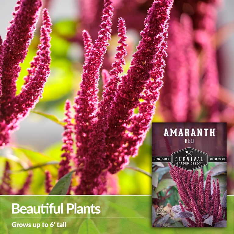 indoor plants fertilizer Premium Liquid Anthurium Plant Fertilizer - 3-1-2 Concentrate for Indoor Plants and Flowers by Gardenera