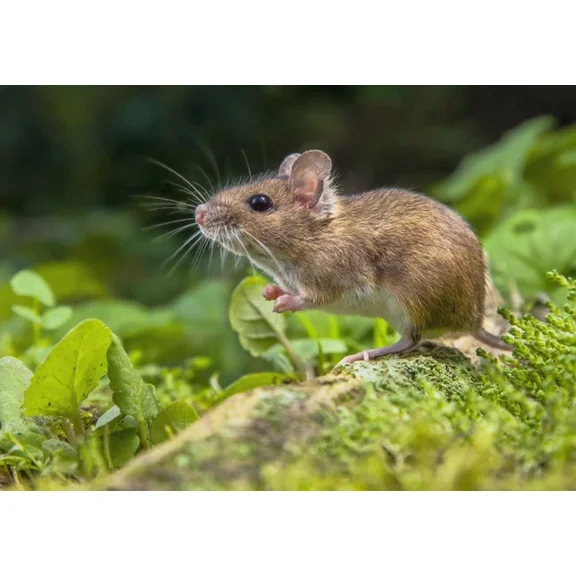 Kna Prints - 1 Pcs Poster Cute Little Field Mice Poster Art Print Cool Fun Gift #14562, UNFRAMED-8x12