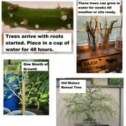 Bonsai Dwarf Weeping Willow Tree - Large Thick Truck Cutting - Ready to Plant - Get a Rare Dwarf Bonsai Tree Very Fast