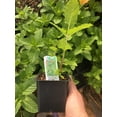thumbnail image 4 of 3 Mojito Mint Plants Herb - Hardy Perennial - in 4 inch pots, 4 of 5