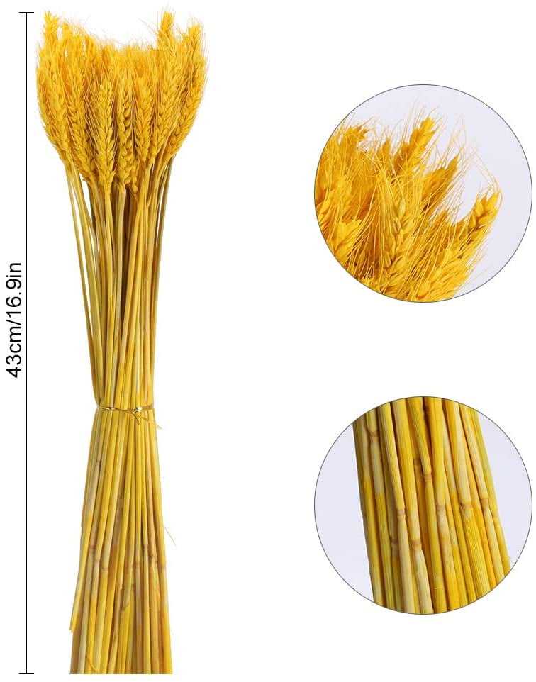 GTIDEA 100 Stems Dried Wheat Stalks Golden Natural Wheat Ears Flowers Fall Wedding Flower Bouquet for Home Farmhouse Party Decor 16.9 Inch