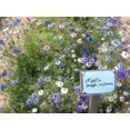 thumbnail image 2 of 500 LOVE In A MIST PERSIAN Jewels Mixed Colors (Fennel Flower) Nigella Damascena Flower Seeds, 2 of 3