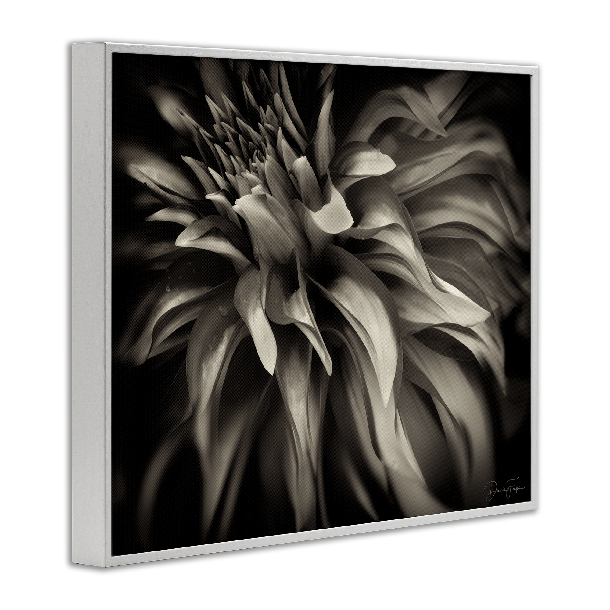 Stupell Industries Dark Curling Chrysanthemum Botanical & Floral Photography White Framed Art Print Wall Art, 20 x 16
