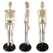 Supertek Human Skeleton Model with Key, 17