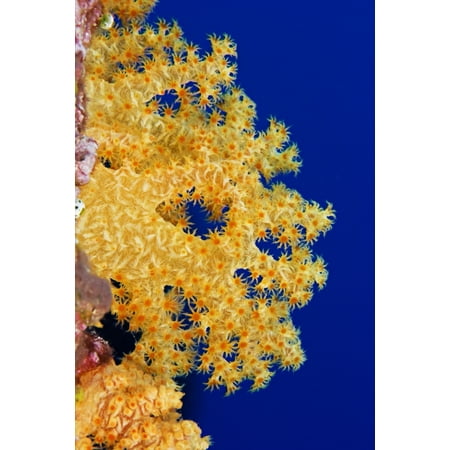 Micronesia Yap Soft Alcyonarian Coral (Dendronephthya Sp) Illuminated In Ocean Canvas Art - Dave Fleetham Design Pics (11 x 17)