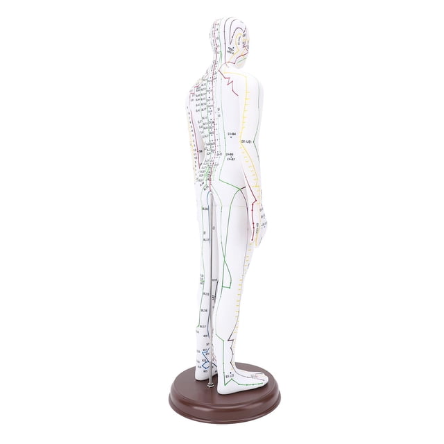 Acupuncture Model Human Body Model Full Body Acupuncture Practice Tool With Base Acupuncture Model Human Body Acupuncture Model Acupuncture Model With Base Full Body Acupuncture