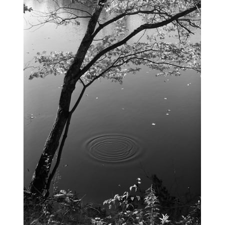 Autumn Tree By Bank Of Pond Concentric Circles In The Water Ripple Effect Nature Leaves Print By Vintage (Best Of Nature Red Bank)